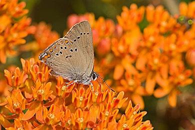 《你好邻居》宇宙游戏《你好工程师》Steam页面上线 2023年发售