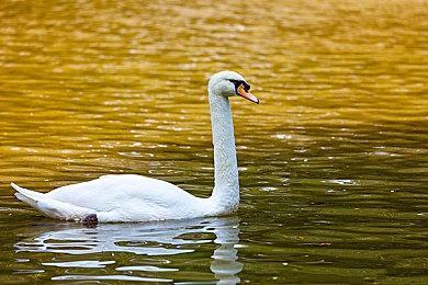 《暗影火炬城》PC版10月3日发售 支持DLSS和光追